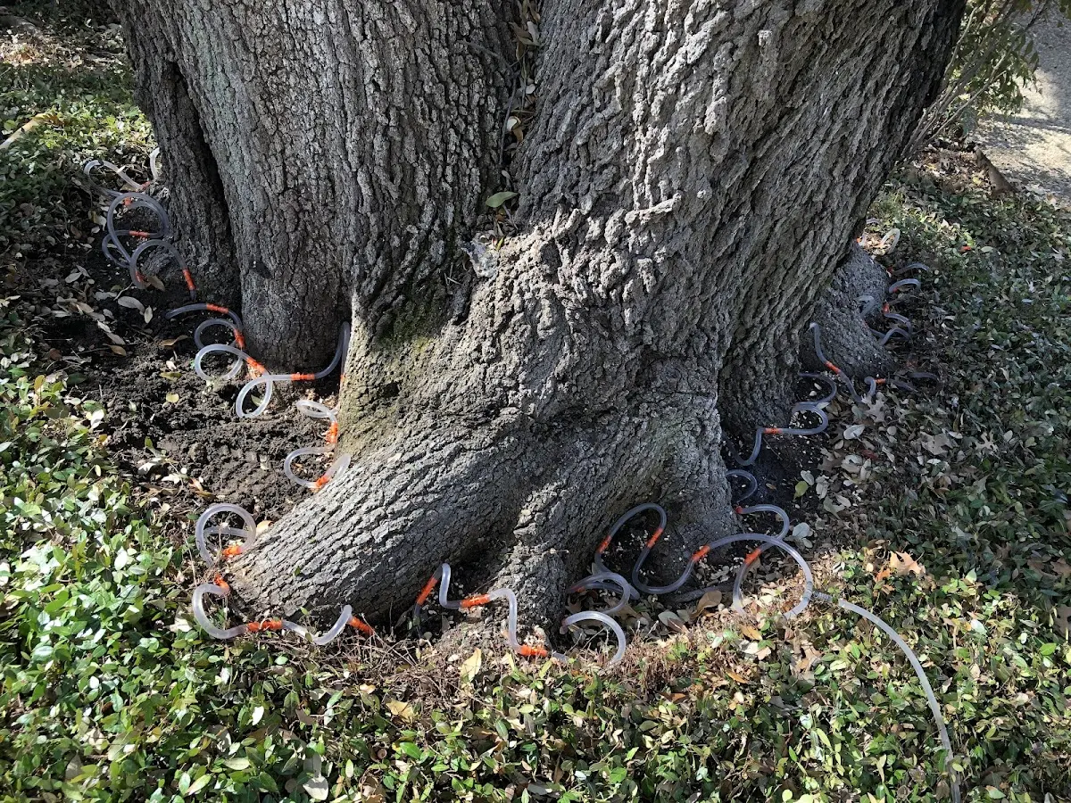 Detailed Tree Cabling and Bracing job site in Colquitt