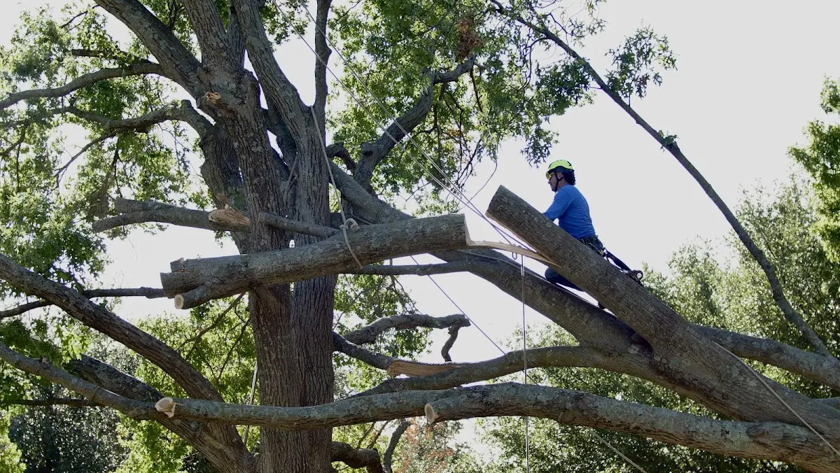 Professional Crown Thinning performed by certified arborists in Colquitt