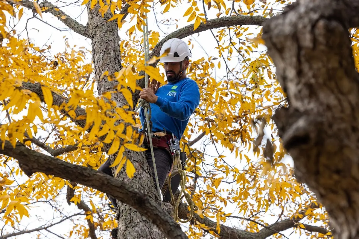 Skilled Tree Pruning crew working in Colquitt